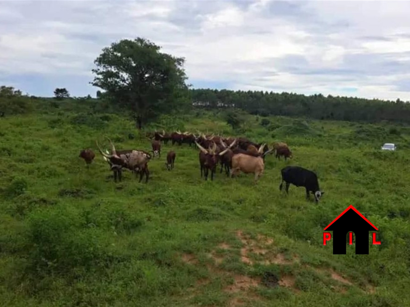 Agricultural Land for sale in Ziloobwe Luweero