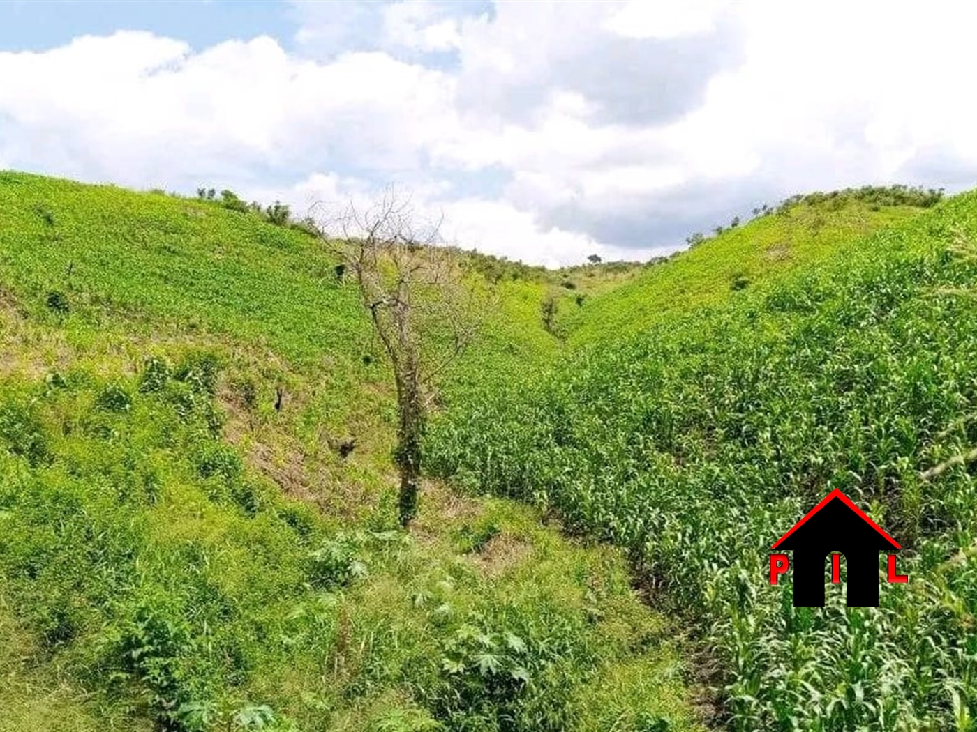 Agricultural Land for sale in Kamwengee Kamwenge