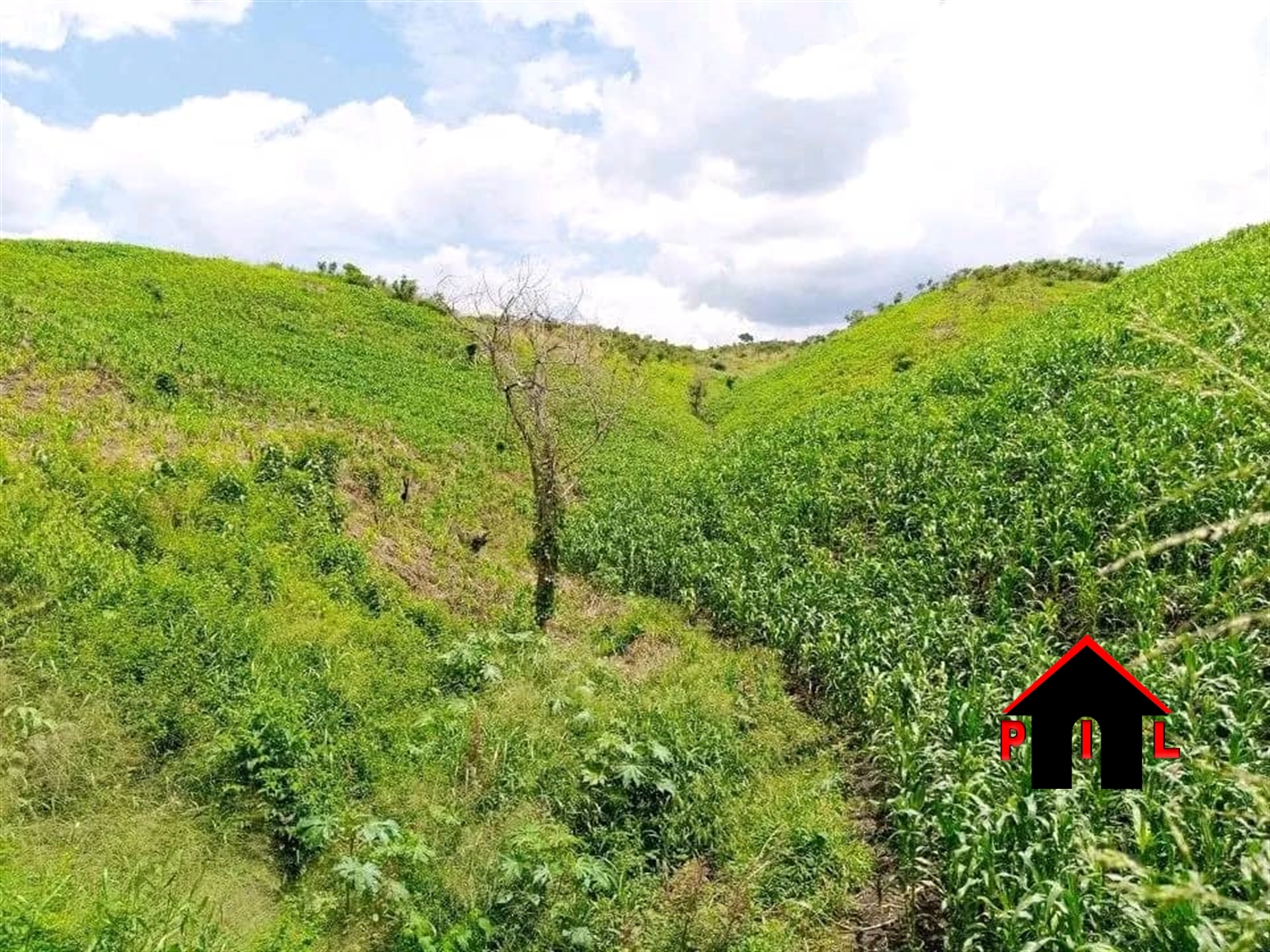 Agricultural Land for sale in Kamwengee Kamwenge