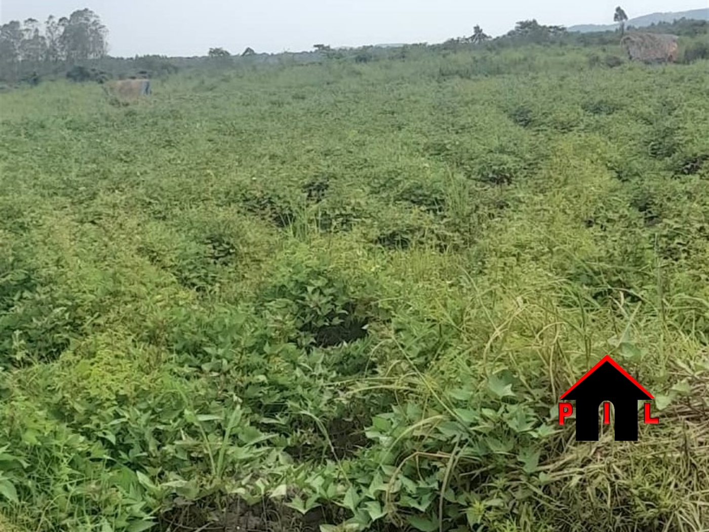 Agricultural Land for sale in Kapeeka Nakaseke