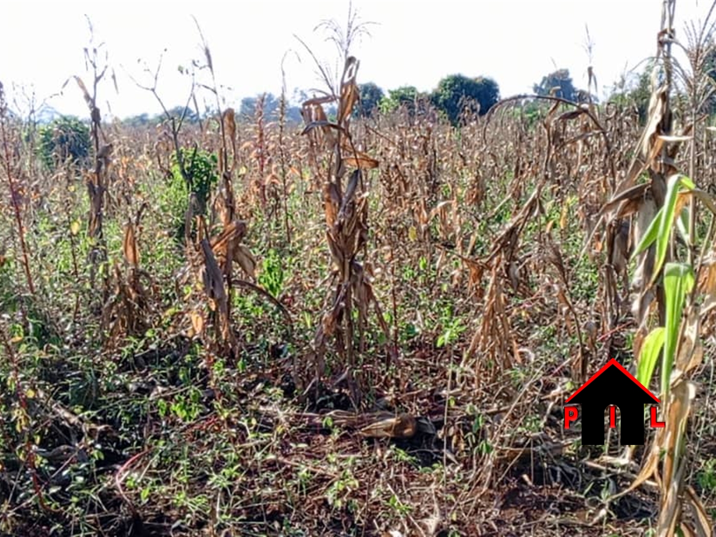 Agricultural Land for sale in Isimbabridge Kamuli