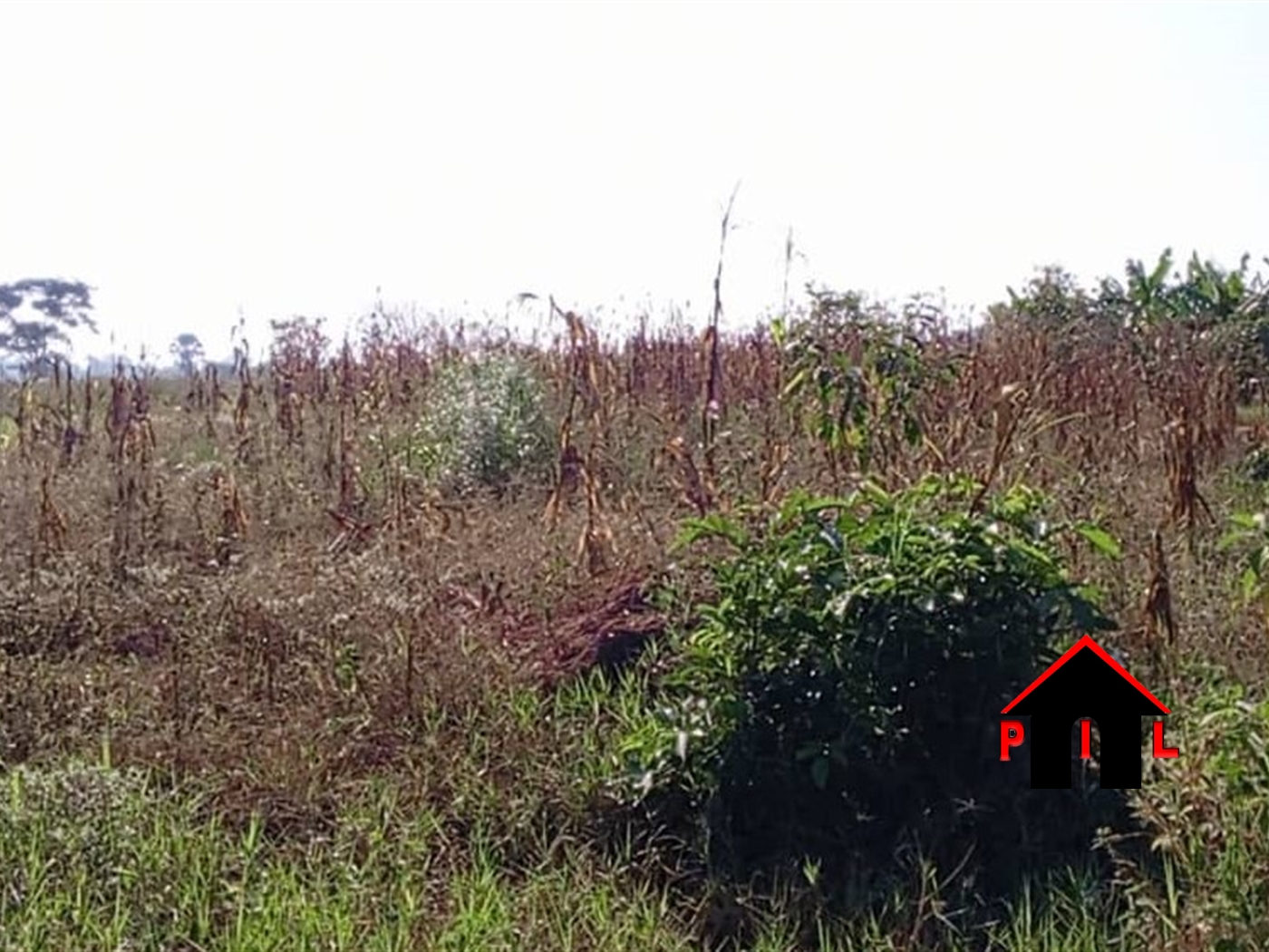 Agricultural Land for sale in Isimbabridge Kamuli