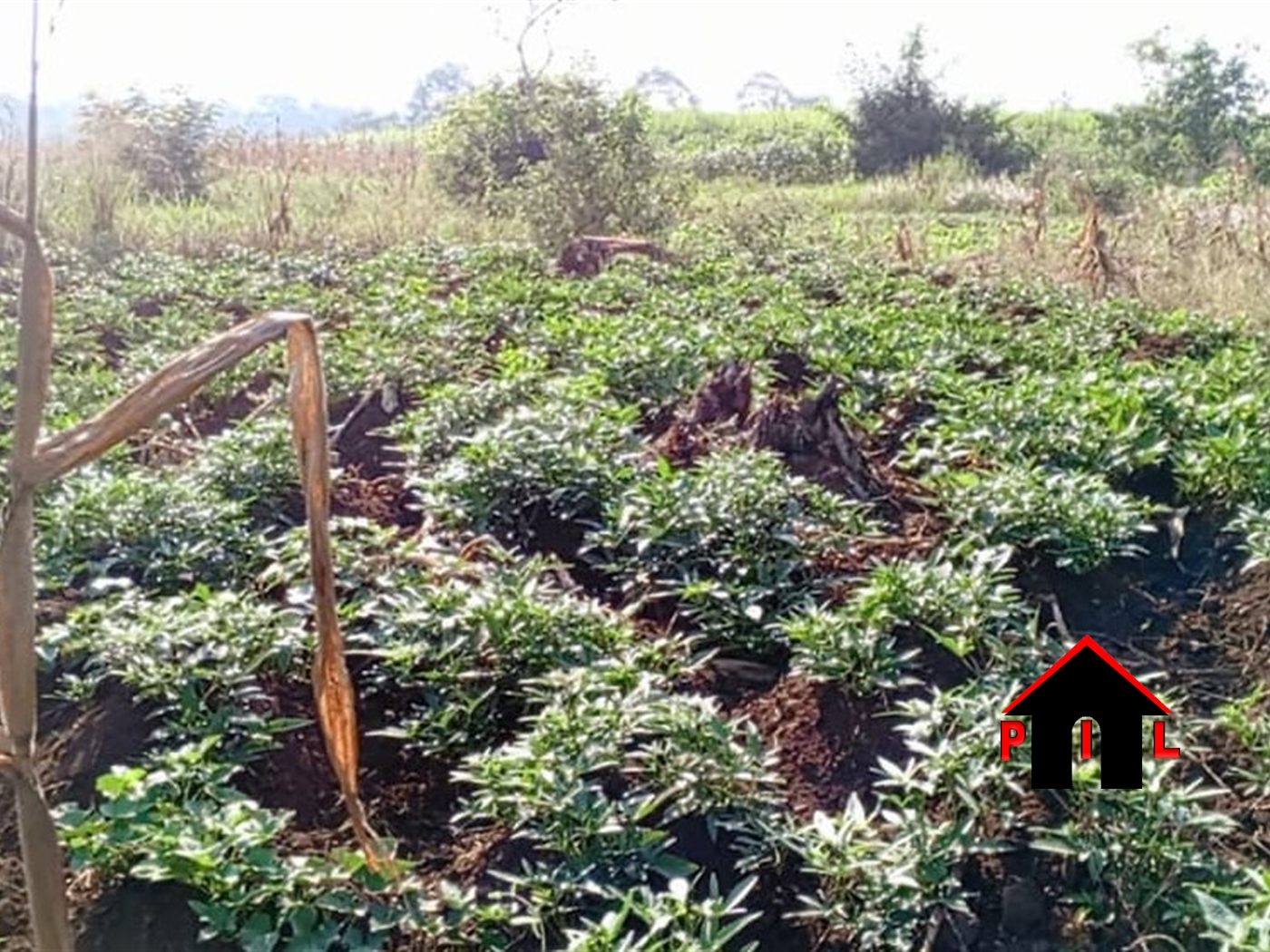 Agricultural Land for sale in Isimbabridge Kamuli