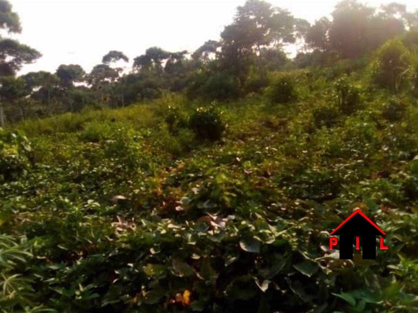 Agricultural Land for sale in Katosi Mukono