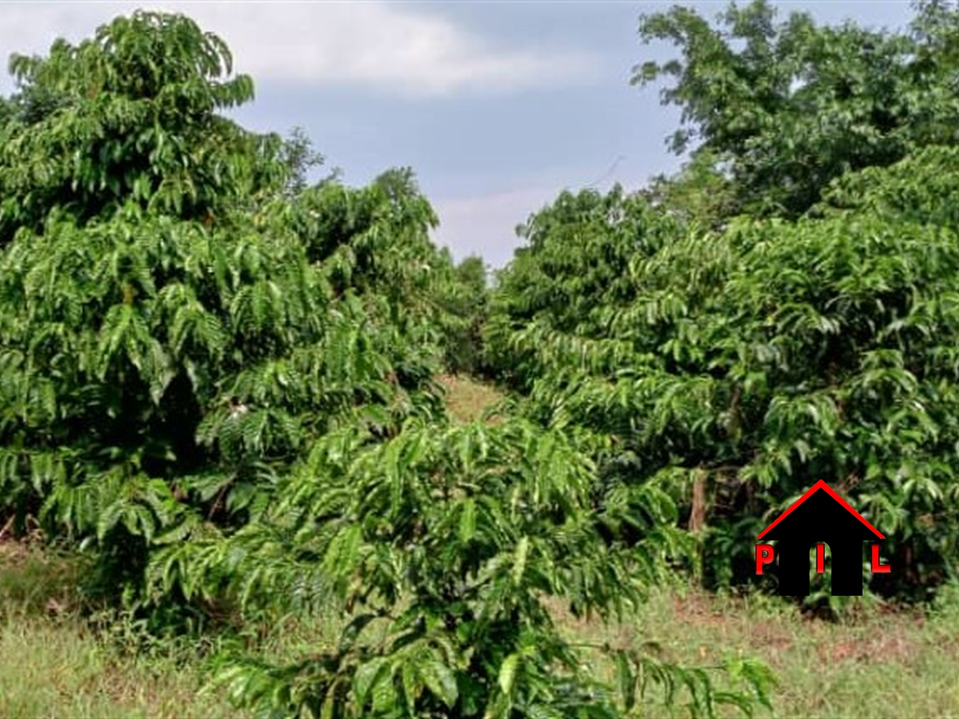 Agricultural Land for sale in Mazii Luweero