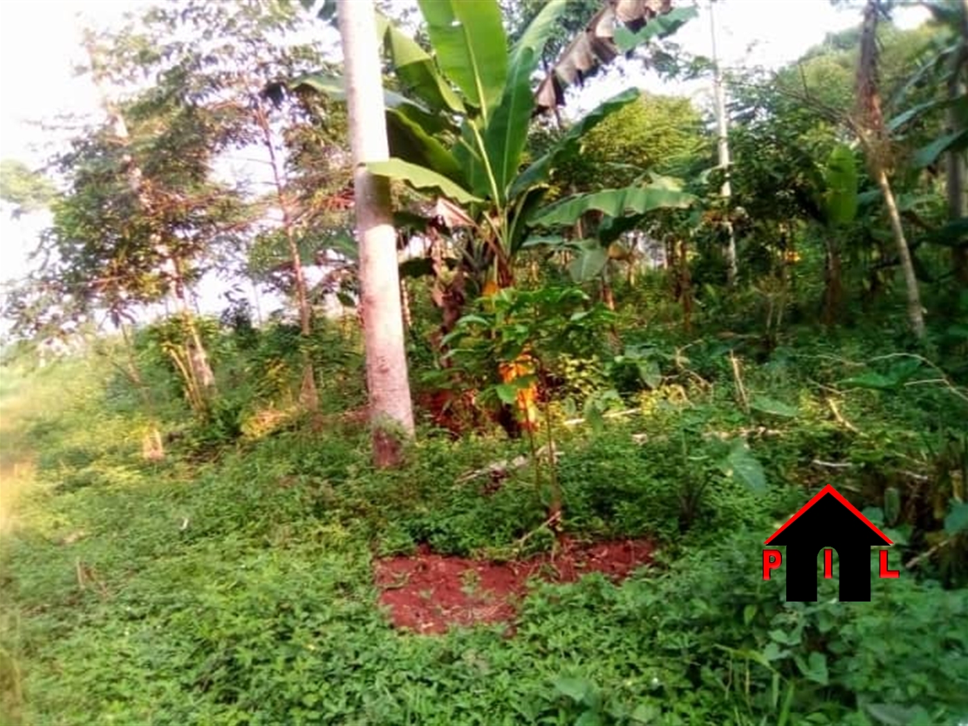 Agricultural Land for sale in Mazii Luweero