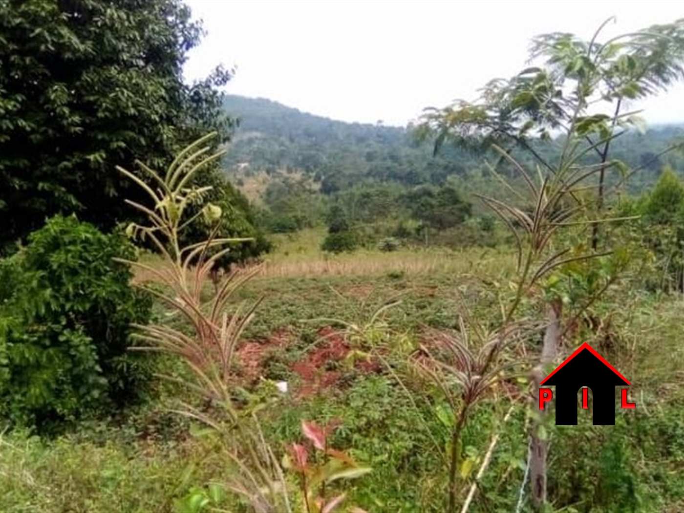 Agricultural Land for sale in Nkokonjeru Buyikwe