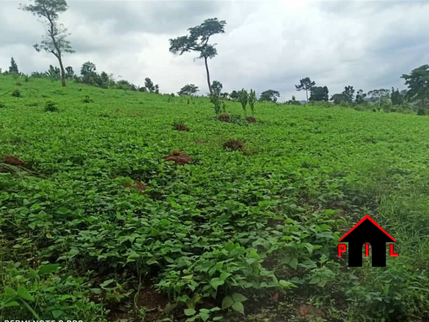 Farm for sale in Ssemuto Mukono