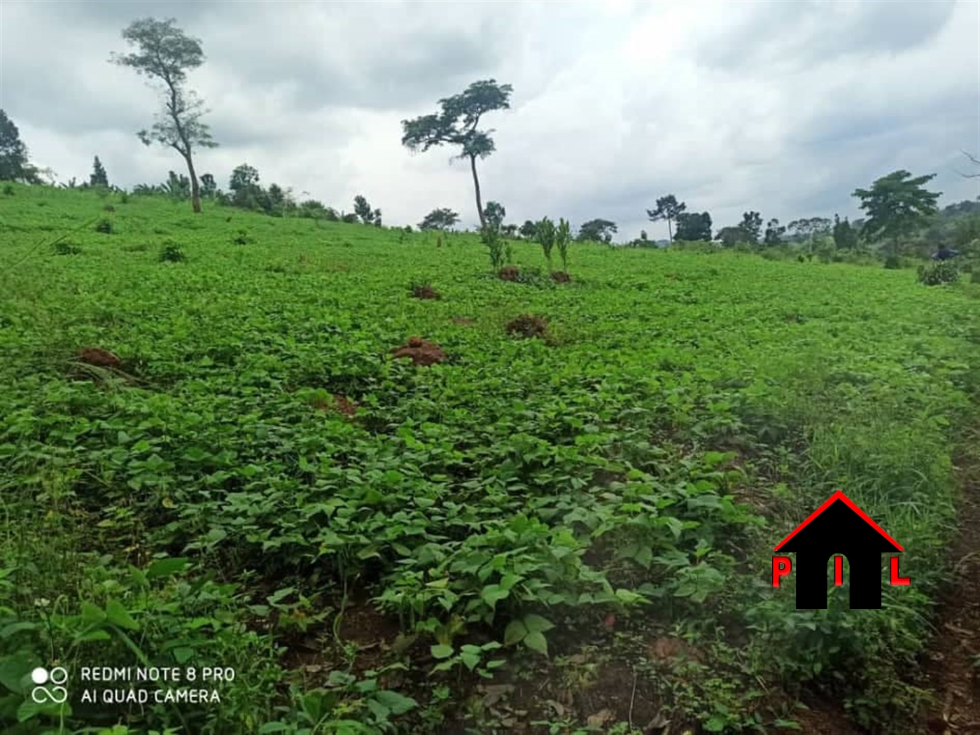 Farm for sale in Ssemuto Mukono