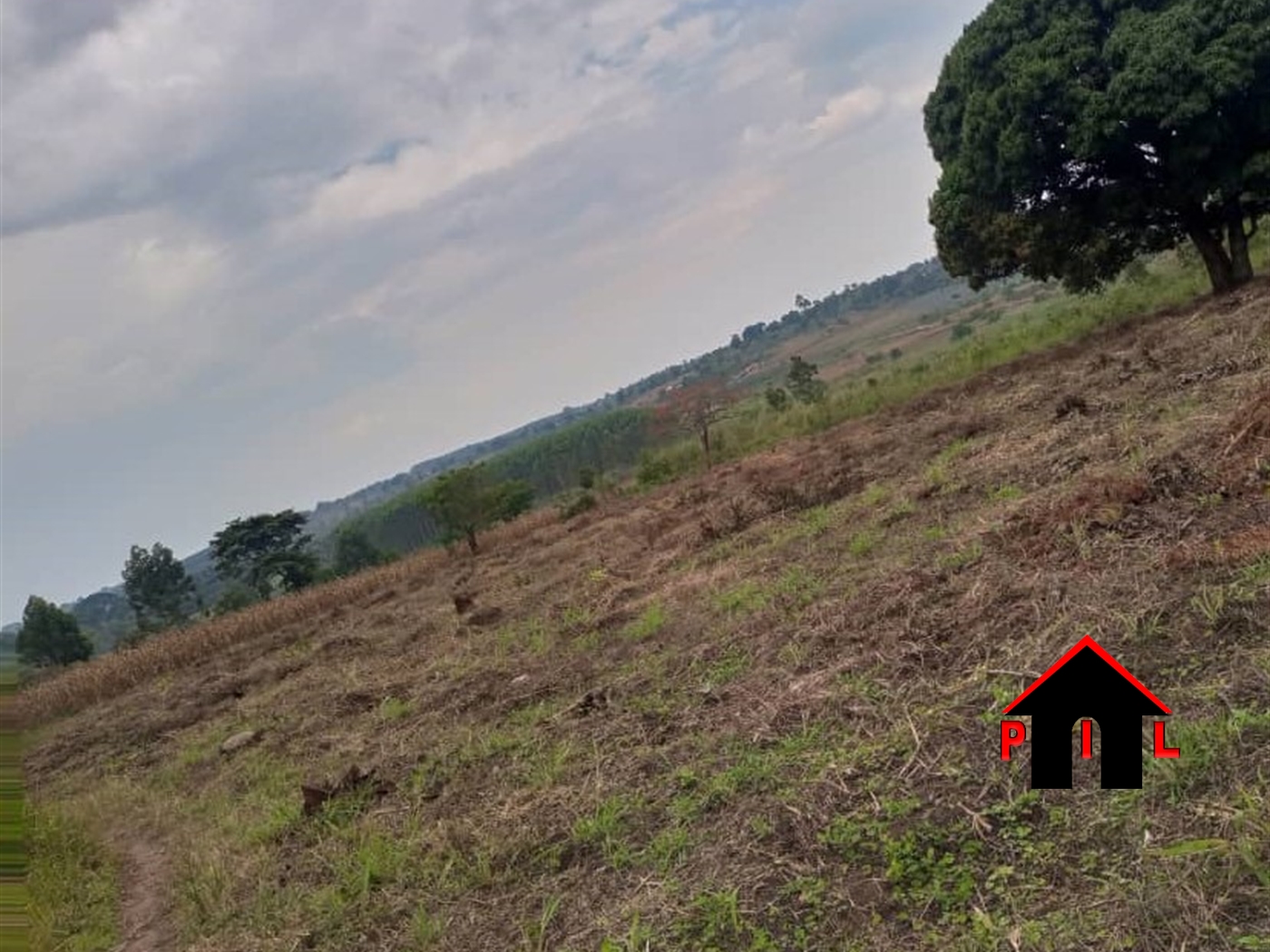 Farm for sale in Mityanacenter Mityana