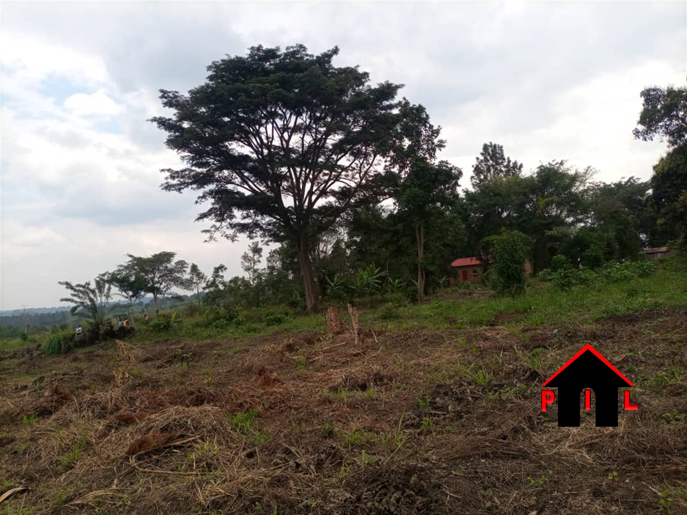 Farm for sale in Mityanacenter Mityana