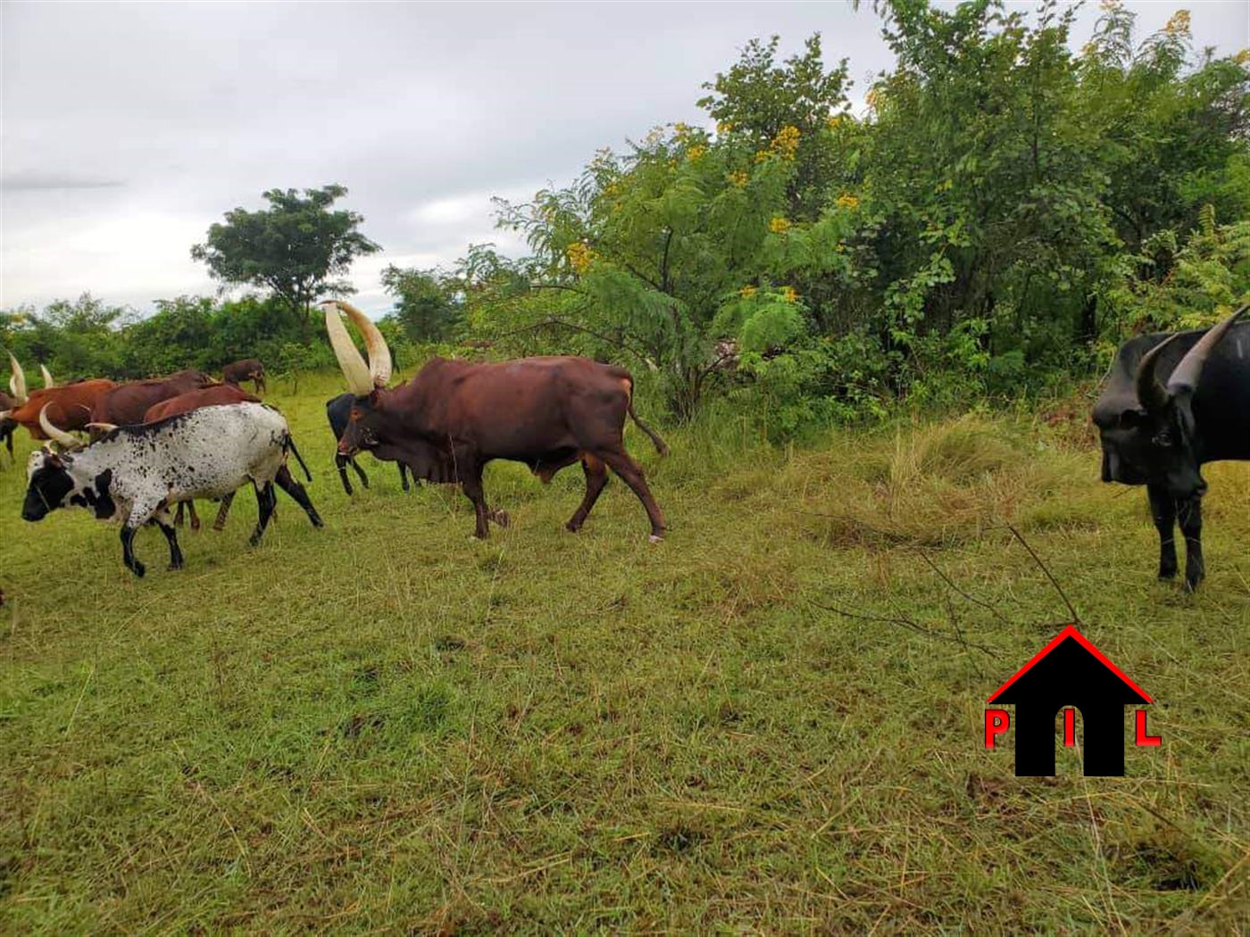 Agricultural Land for sale in Butuku Hoima