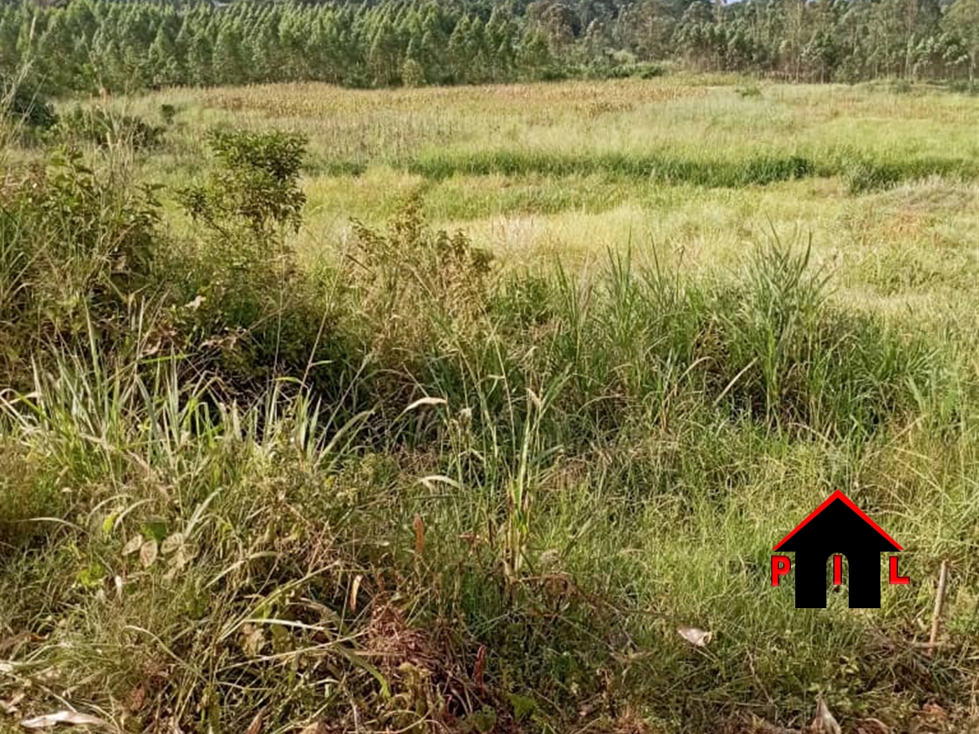 Farm for sale in Mityanacenter Mityana