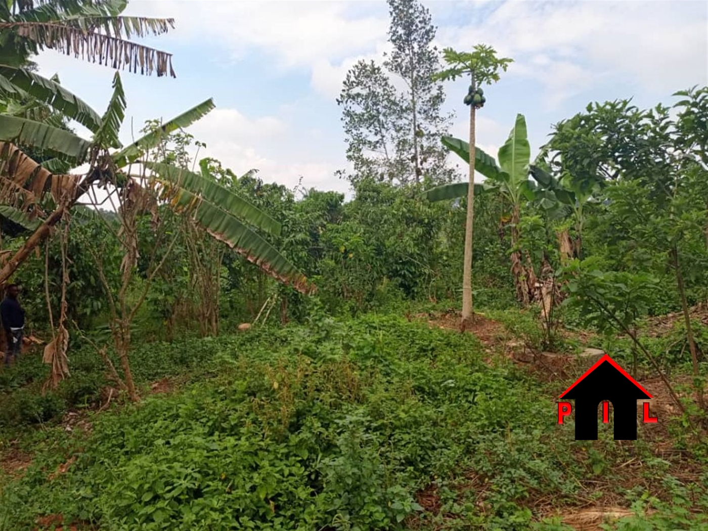 Farm for sale in Mityanacenter Mityana