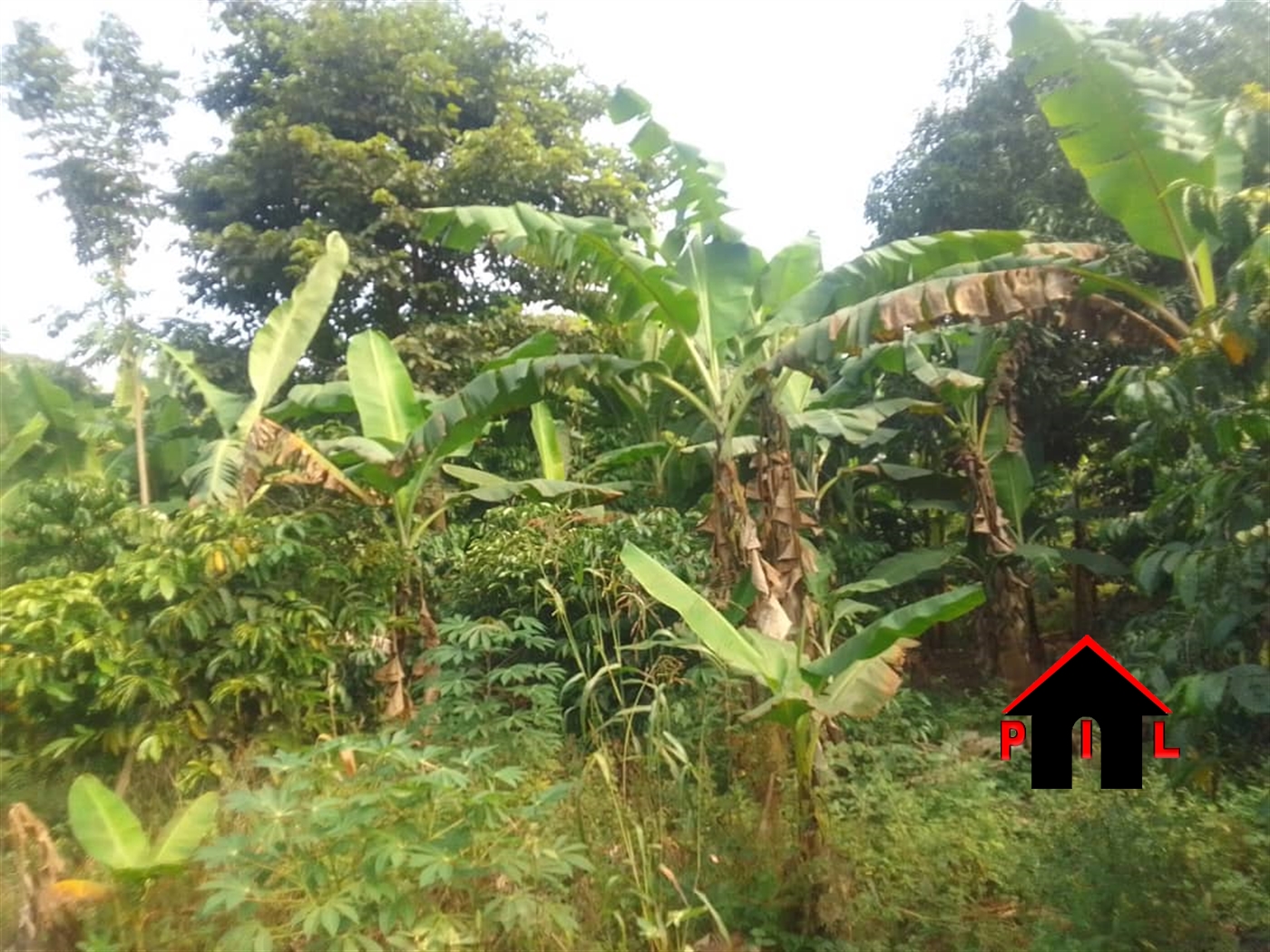 Farm for sale in Mityanacenter Mityana