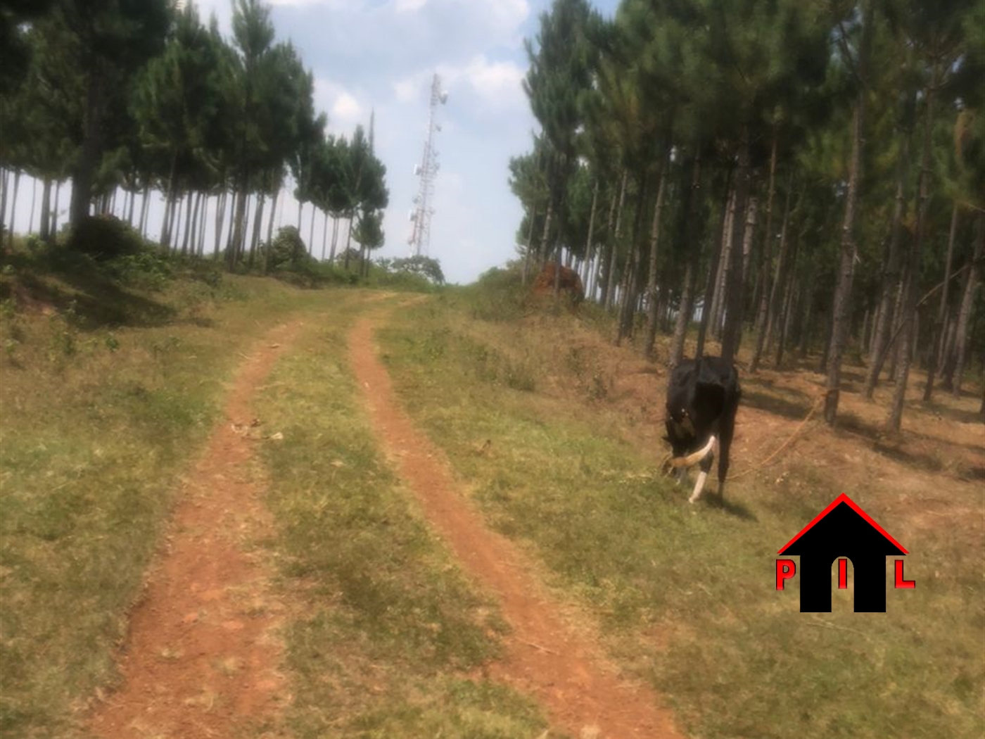 Agricultural Land for sale in Kyankwazii Kyankwazi