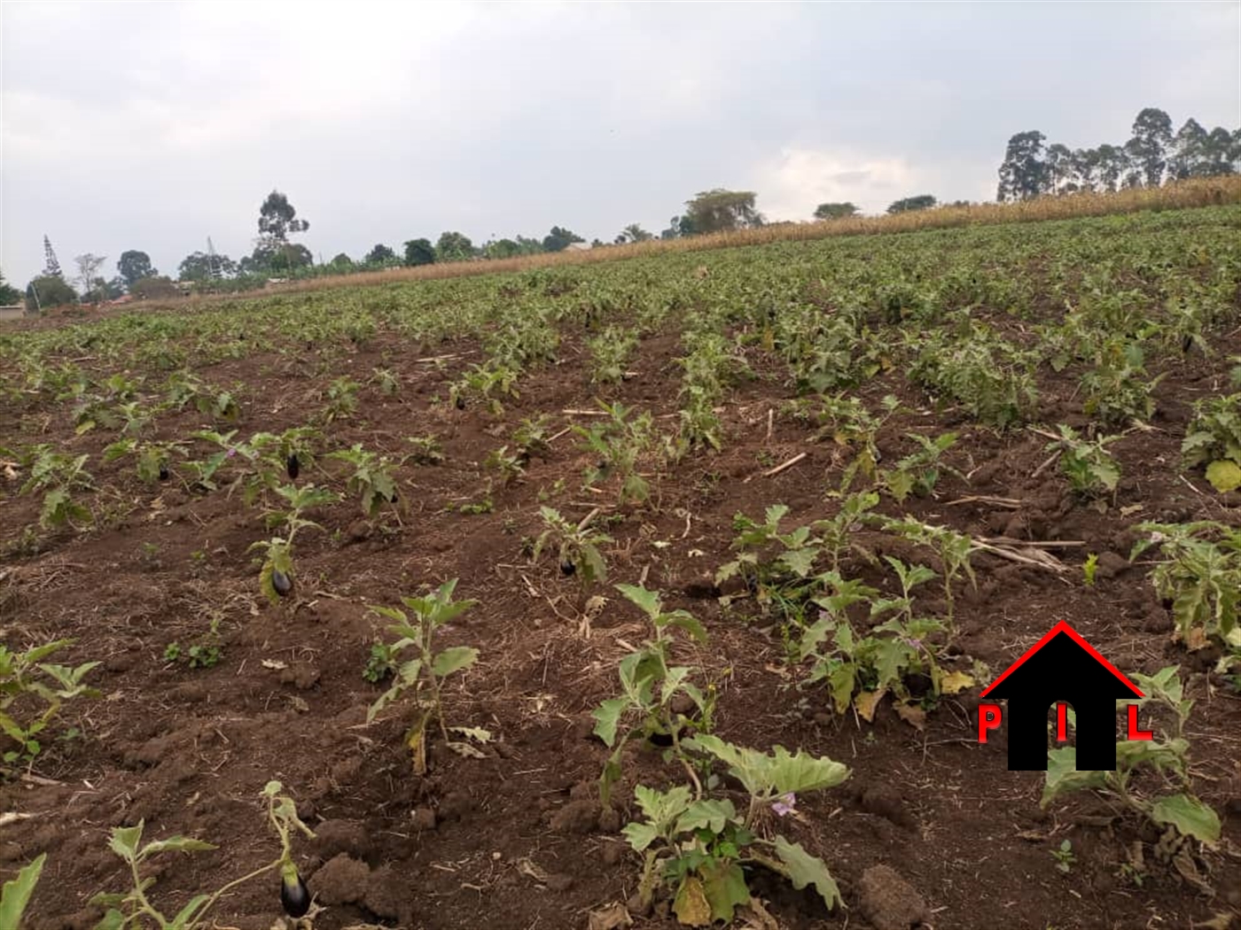 Agricultural Land for sale in Mityanacenter Mityana