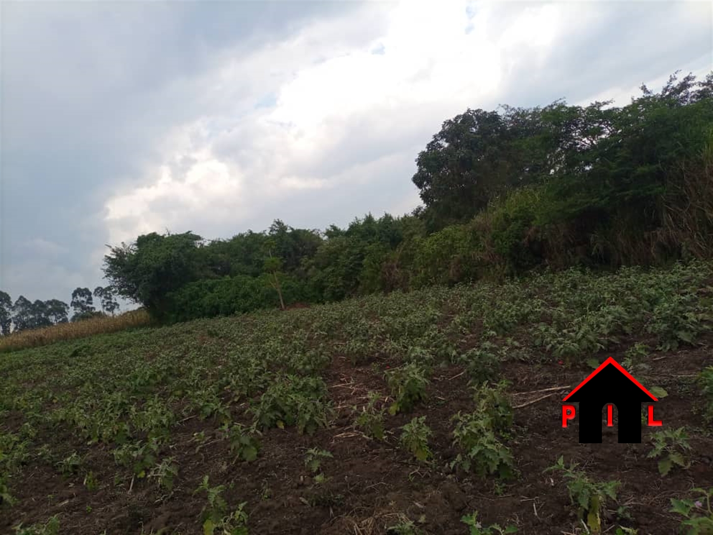 Agricultural Land for sale in Mityanacenter Mityana