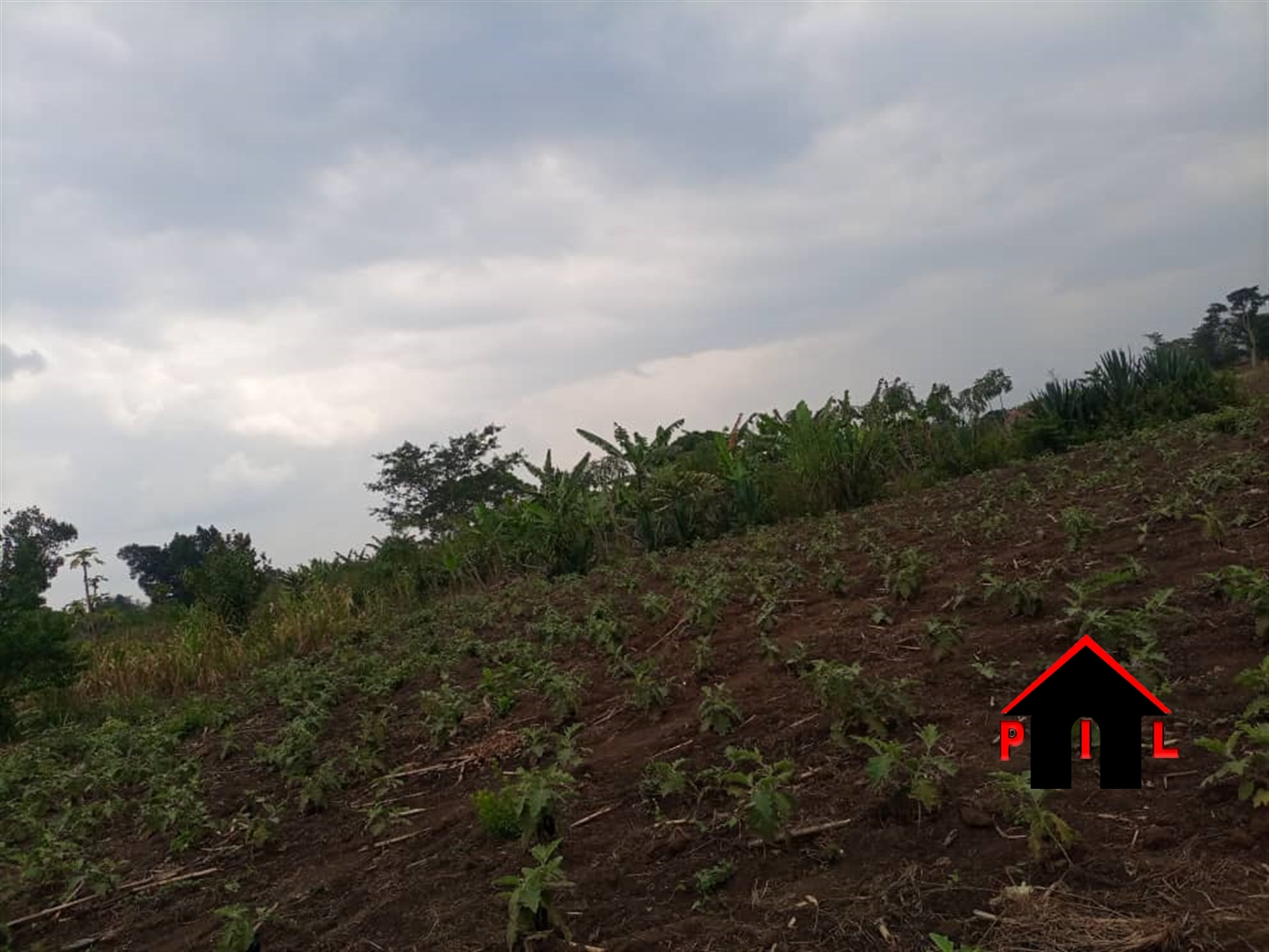 Agricultural Land for sale in Mityanacenter Mityana