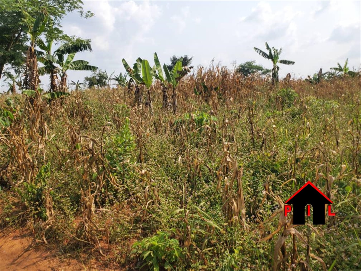 Agricultural Land for sale in Kamiraa Luweero