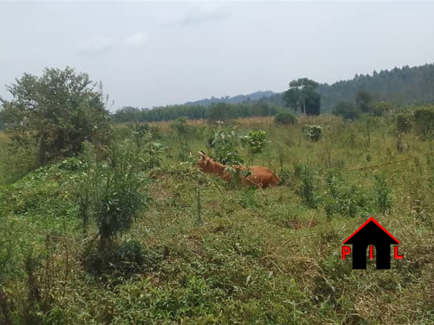 Agricultural Land for sale in Kabunyata Luweero