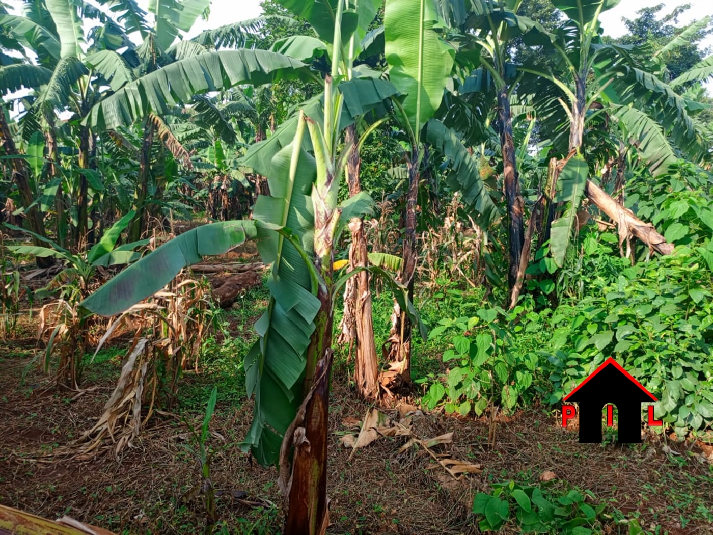 Residential Land for sale in Kungu Kampala