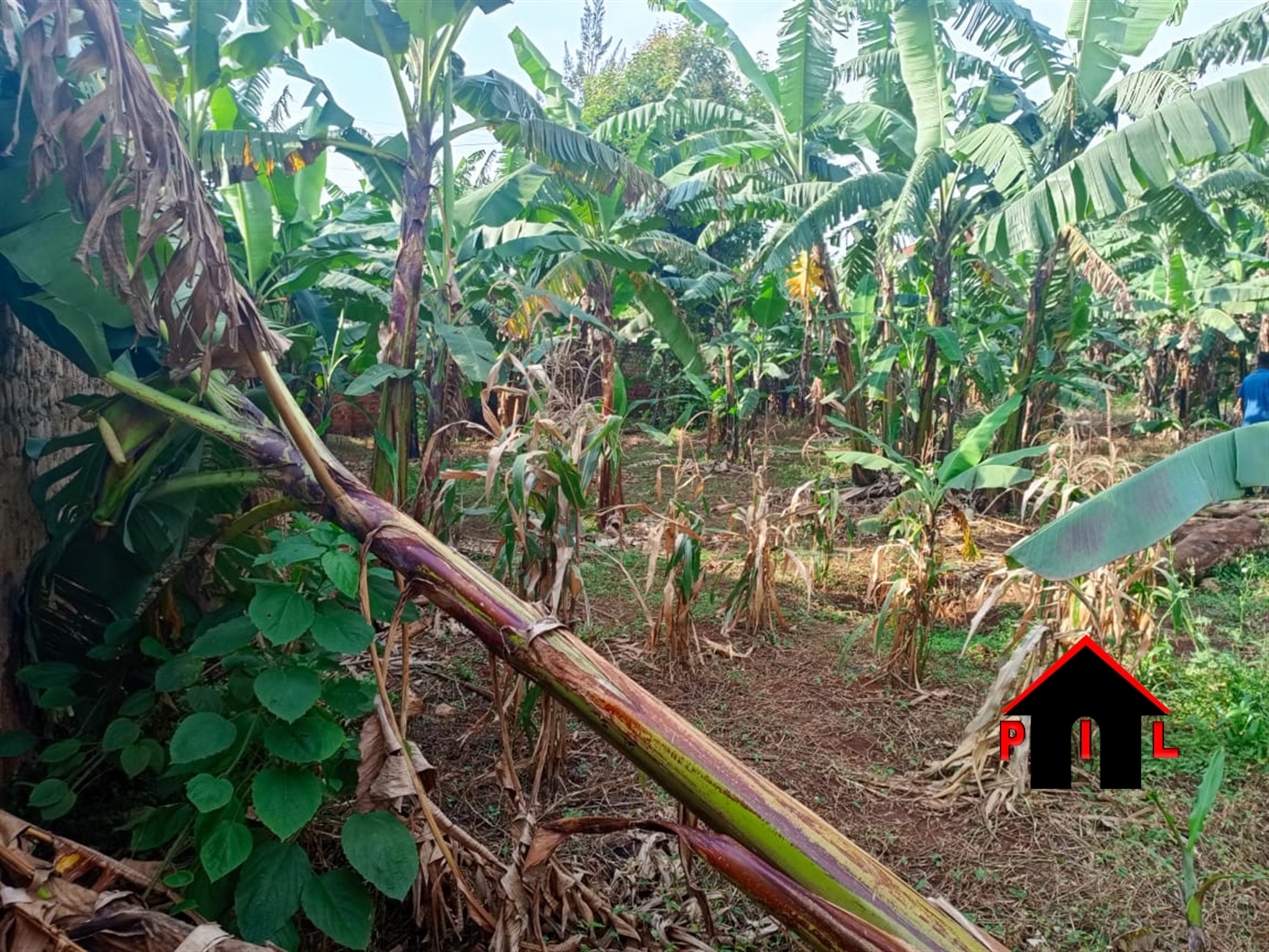 Residential Land for sale in Kungu Kampala