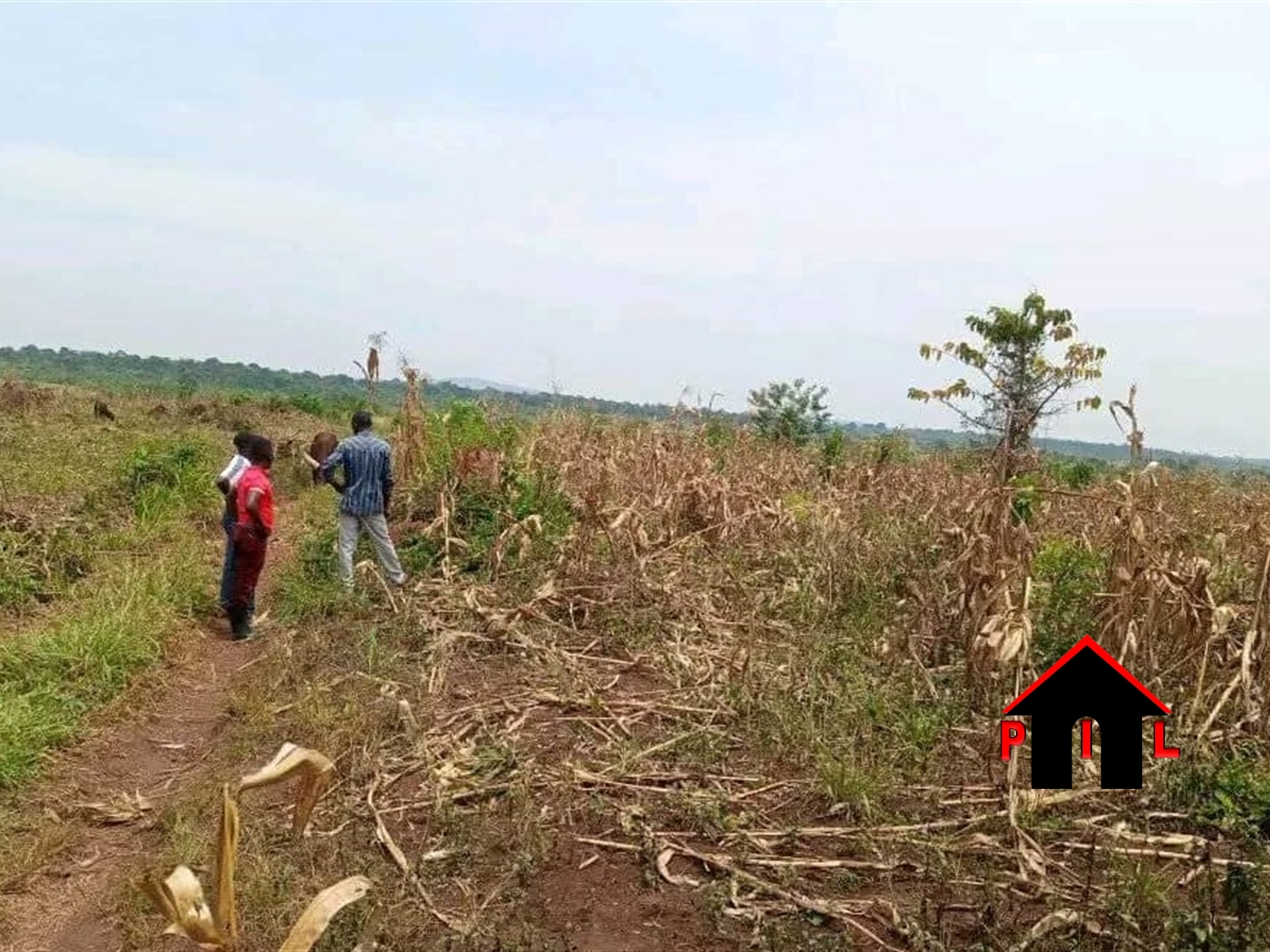 Agricultural Land for sale in Zirobwee Luweero