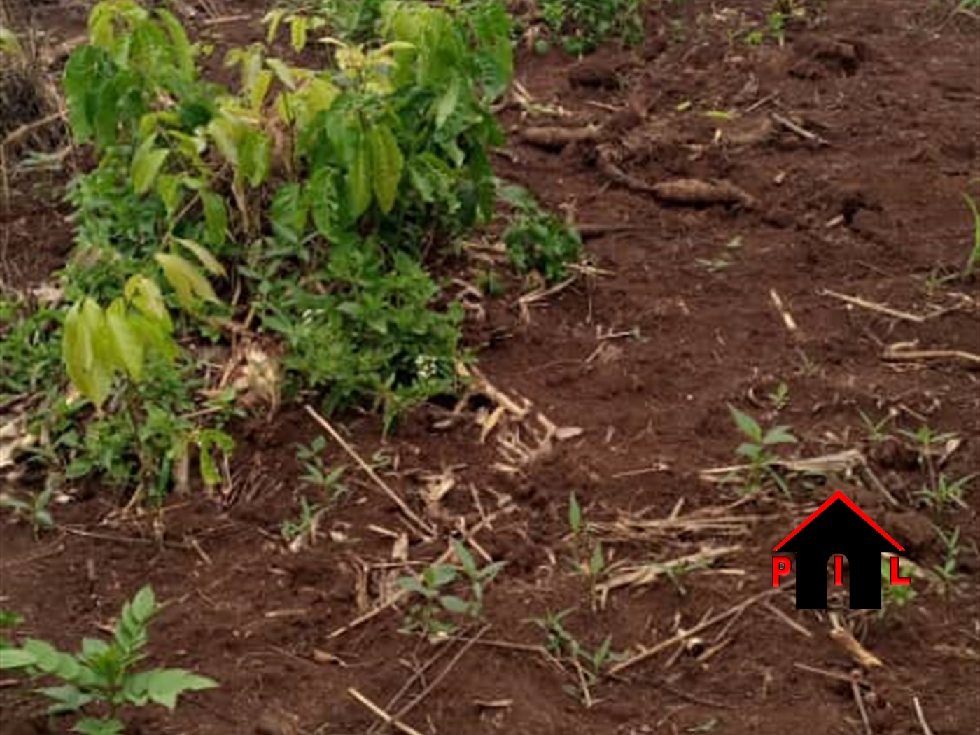 Agricultural Land for sale in Butalangu Nakaseke