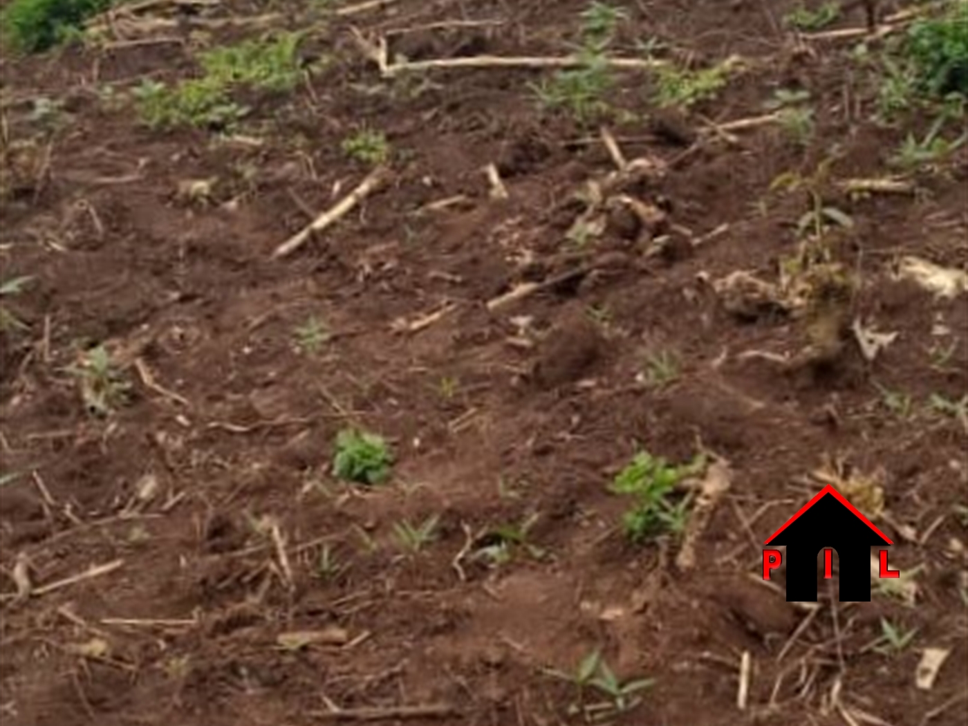 Agricultural Land for sale in Butalangu Nakaseke