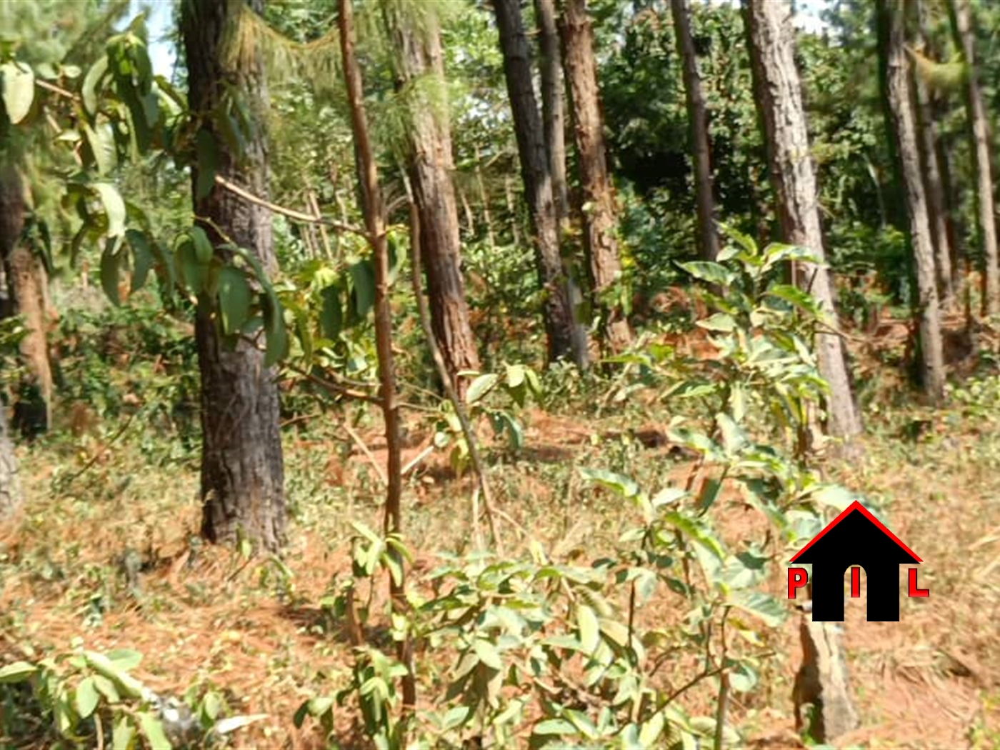 Commercial Land for sale in Bwebajja Wakiso