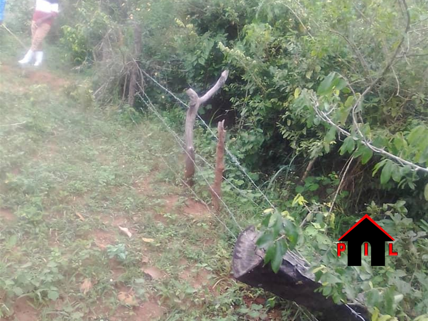 Agricultural Land for sale in Nakasongolatwn Nakasongola