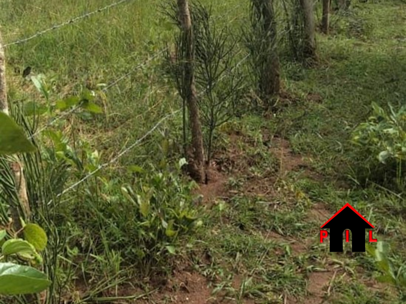 Agricultural Land for sale in Nakasongolatwn Nakasongola