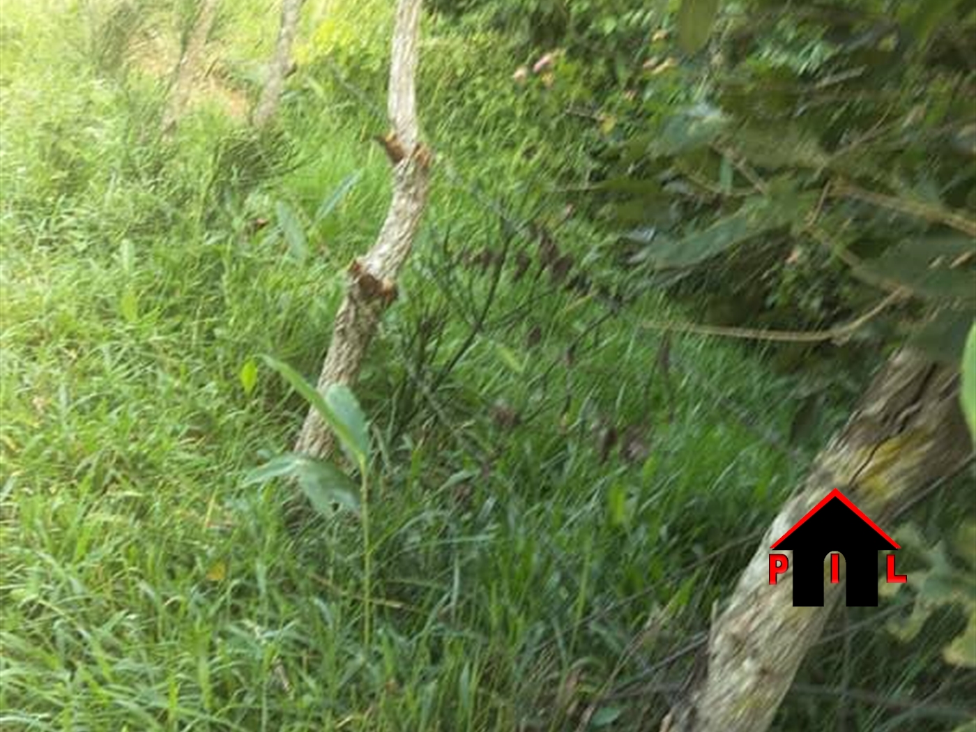 Agricultural Land for sale in Nakasongolatwn Nakasongola