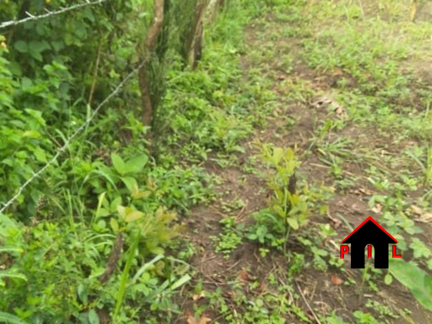 Agricultural Land for sale in Nakasongolatwn Nakasongola