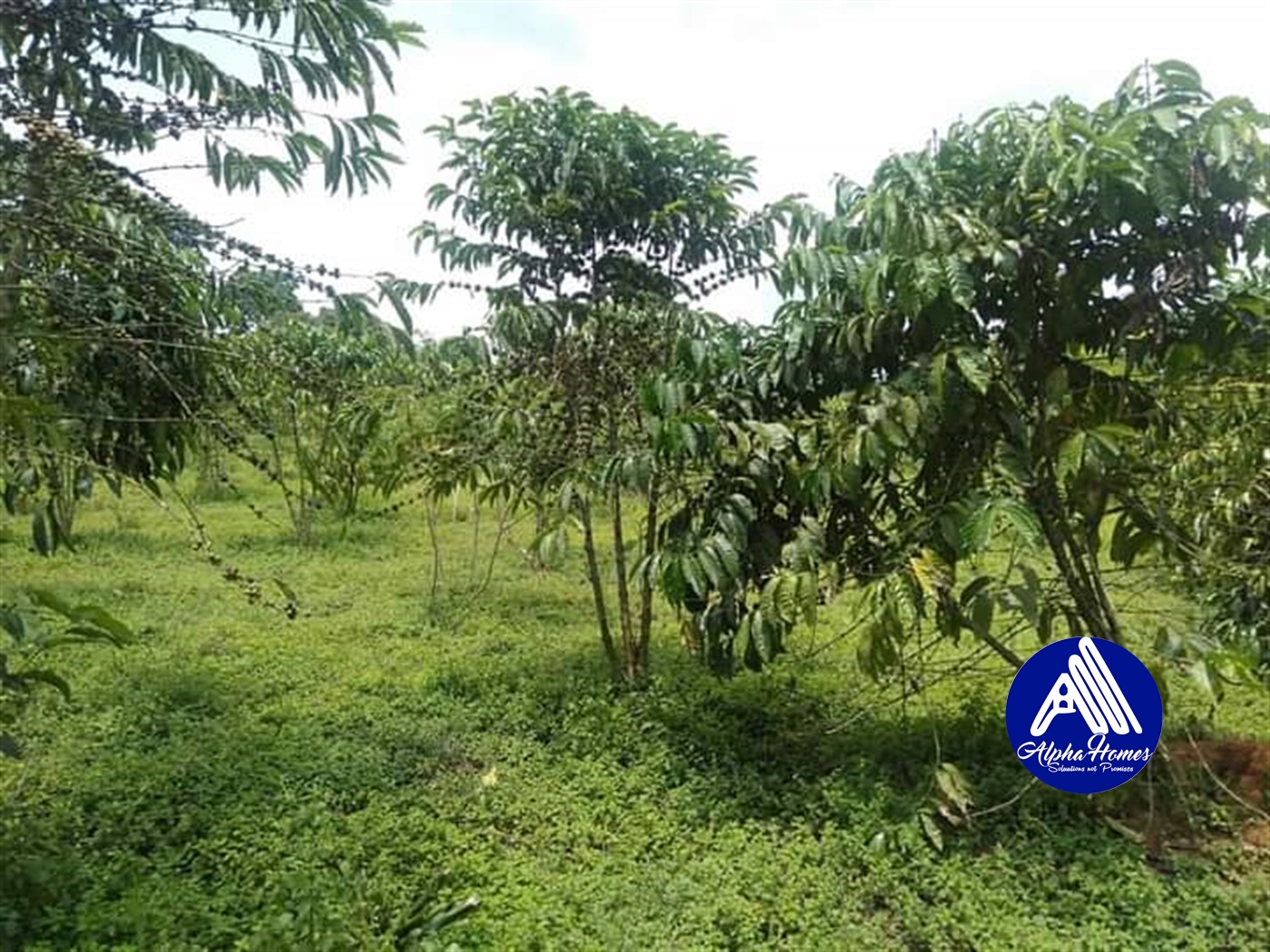 Agricultural Land for sale in Nakawuka Wakiso