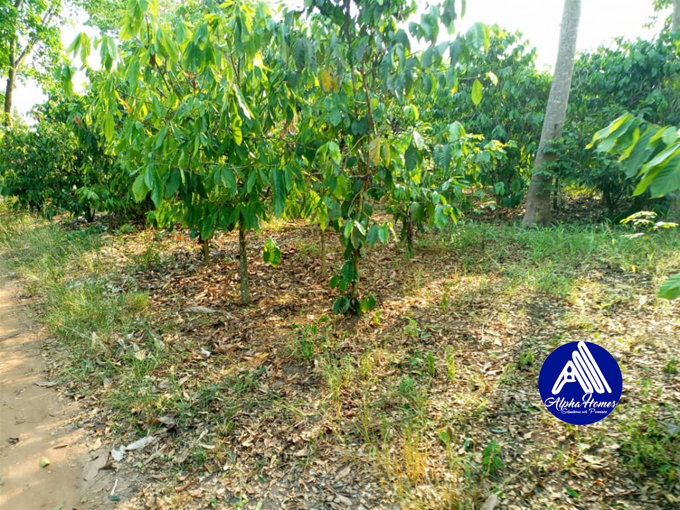 Agricultural Land for sale in Ziloobwe Wakiso