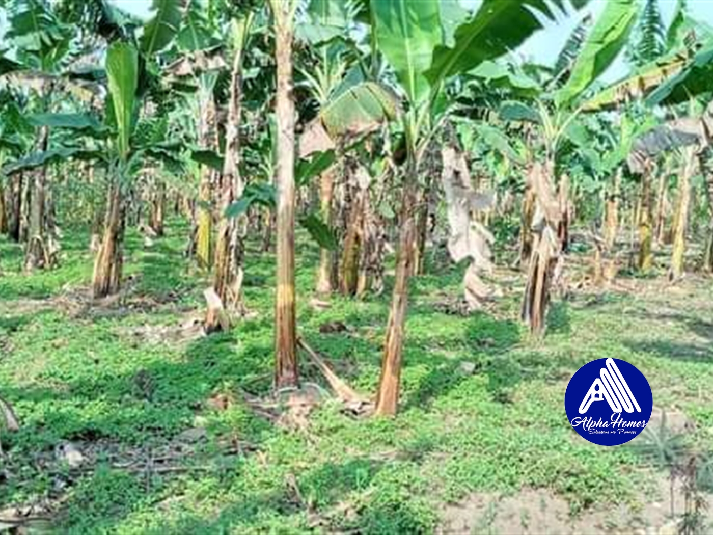 Agricultural Land for sale in Kakiri Wakiso