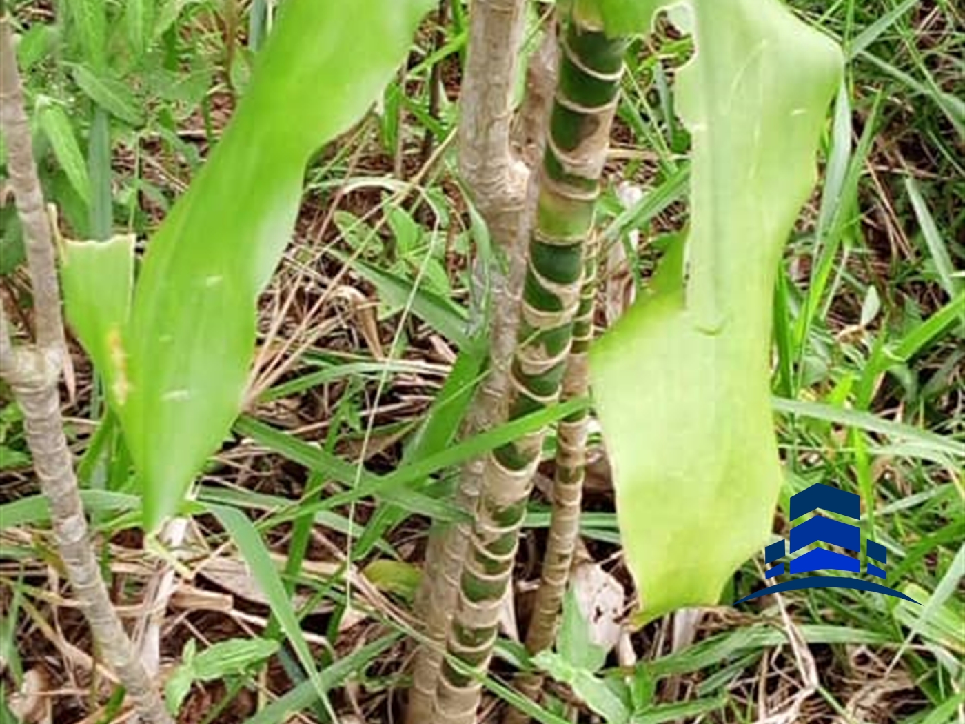 Agricultural Land for sale in Kasanjje Wakiso