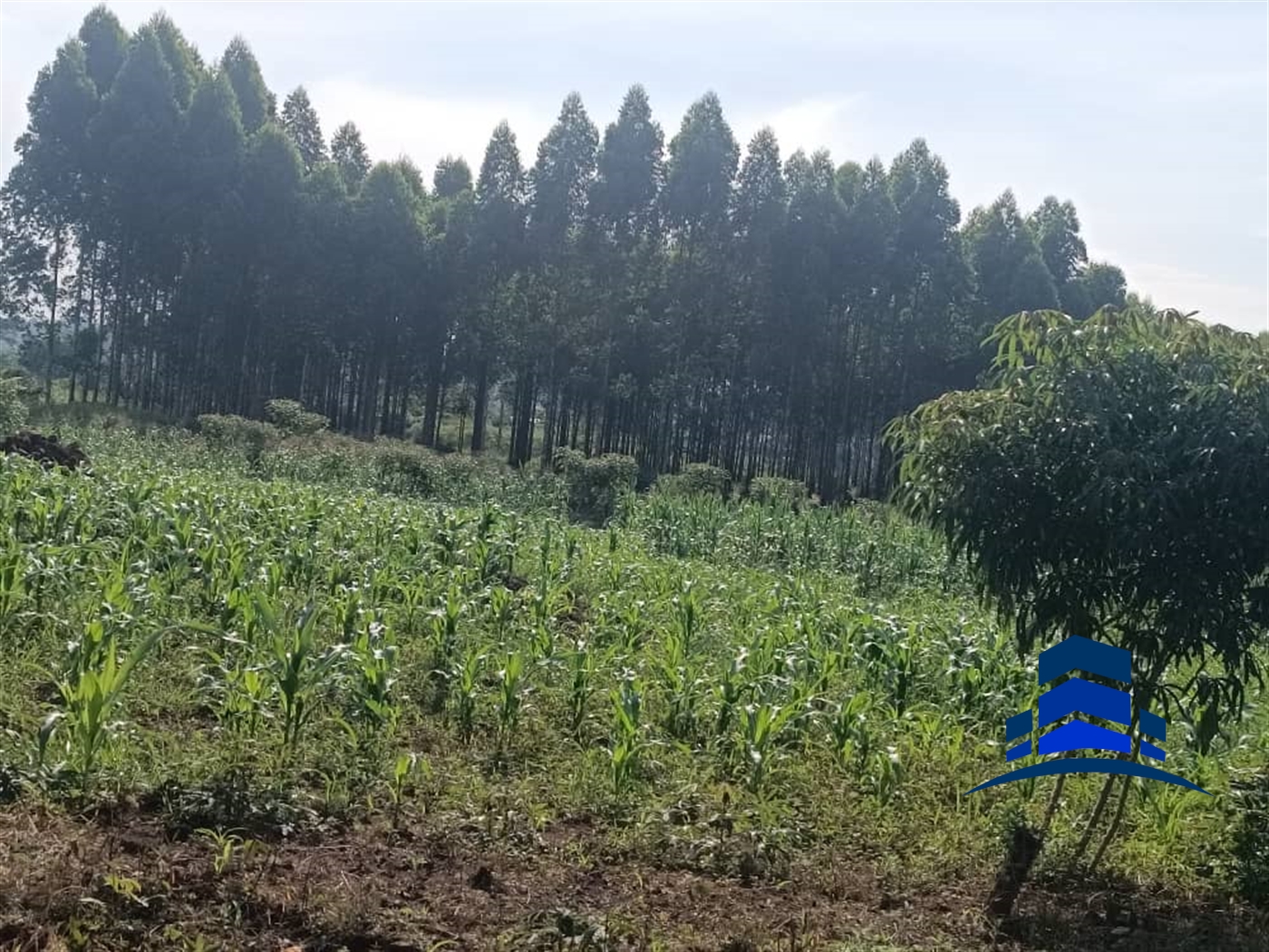 Commercial Land for sale in Kira Wakiso