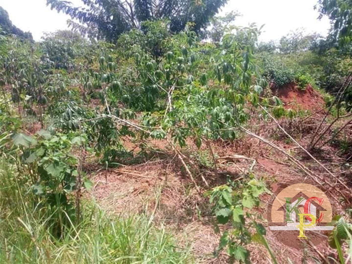 Agricultural Land for sale in Kakooge Luweero