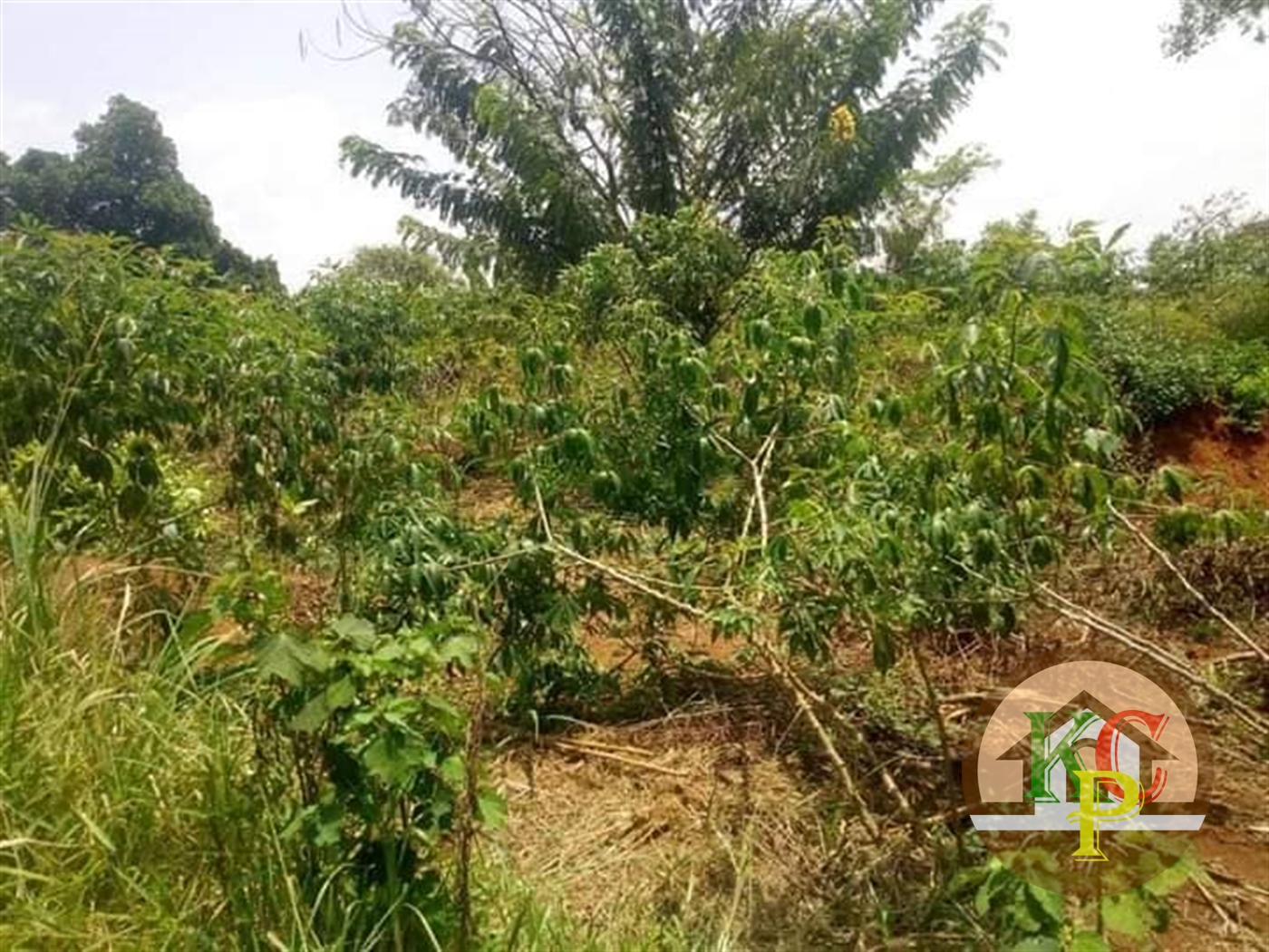 Agricultural Land for sale in Kakooge Luweero