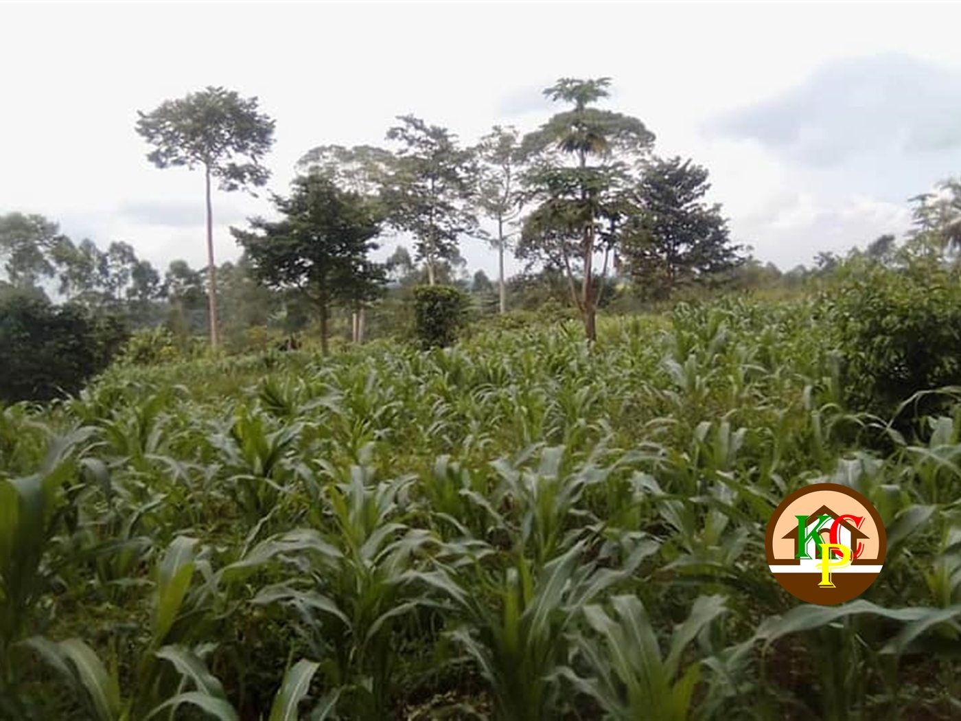 Residential Land for sale in Kabembe Mukono