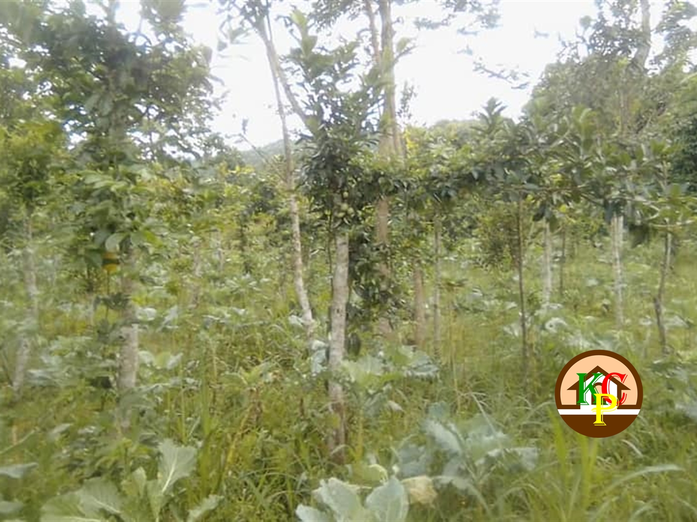 Residential Land for sale in Kabembe Mukono