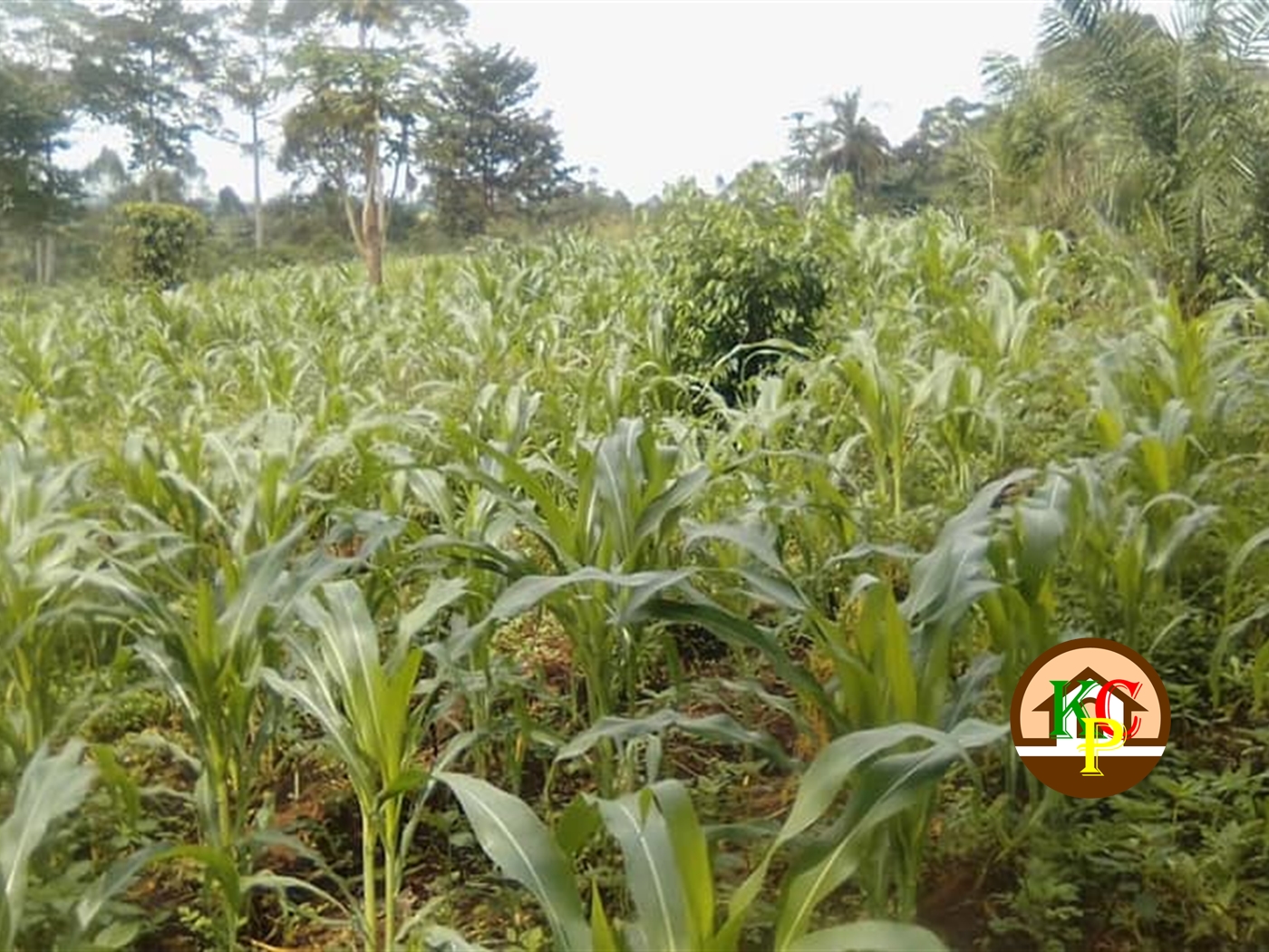 Residential Land for sale in Kabembe Mukono