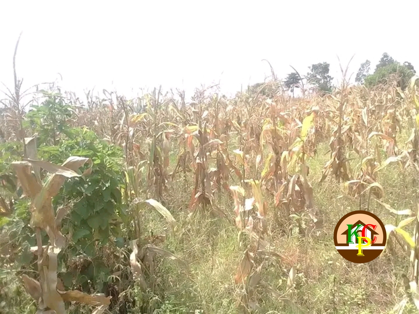 Residential Land for sale in Nakassajja Wakiso