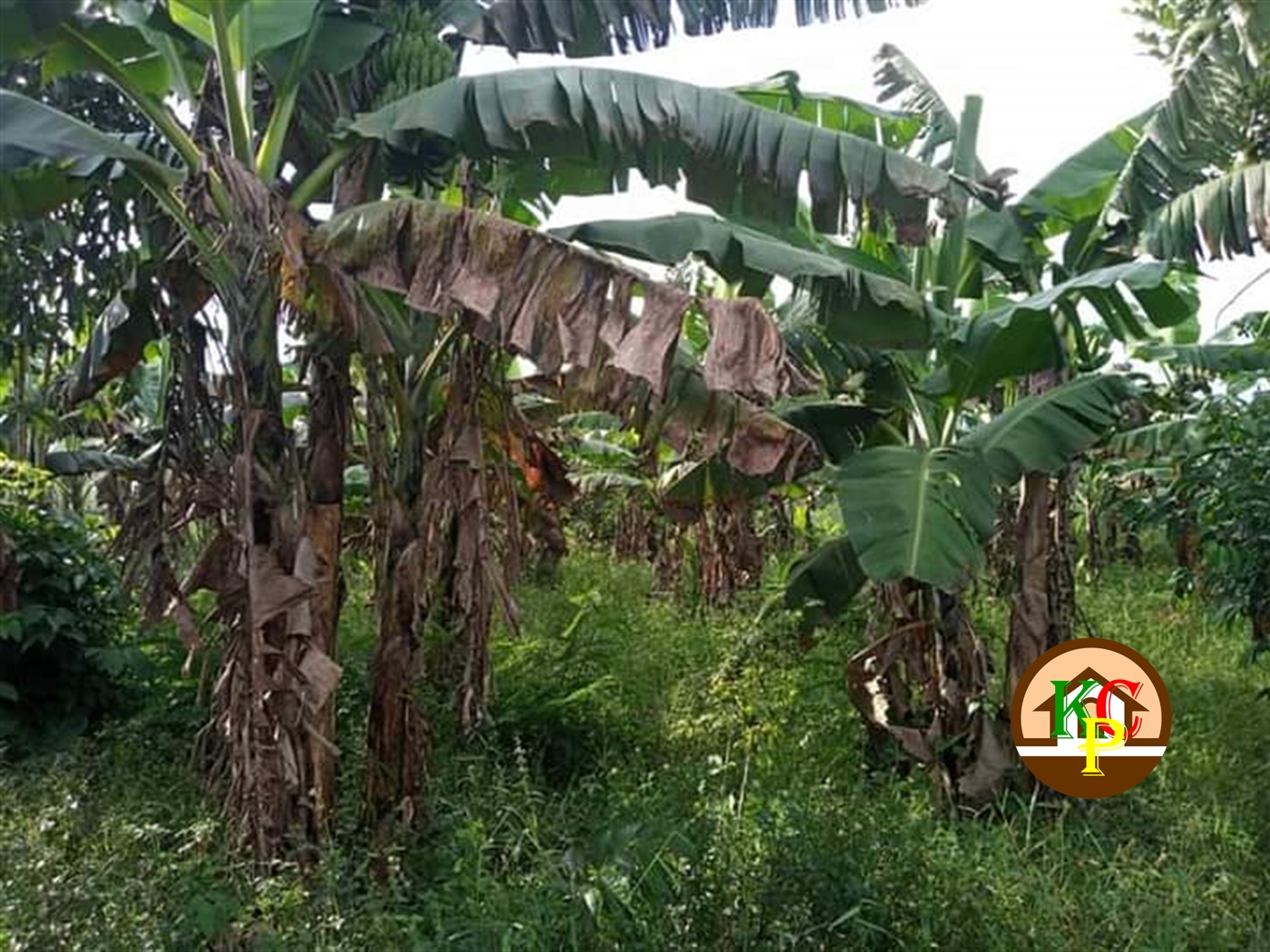 Residential Land for sale in Matugga Wakiso