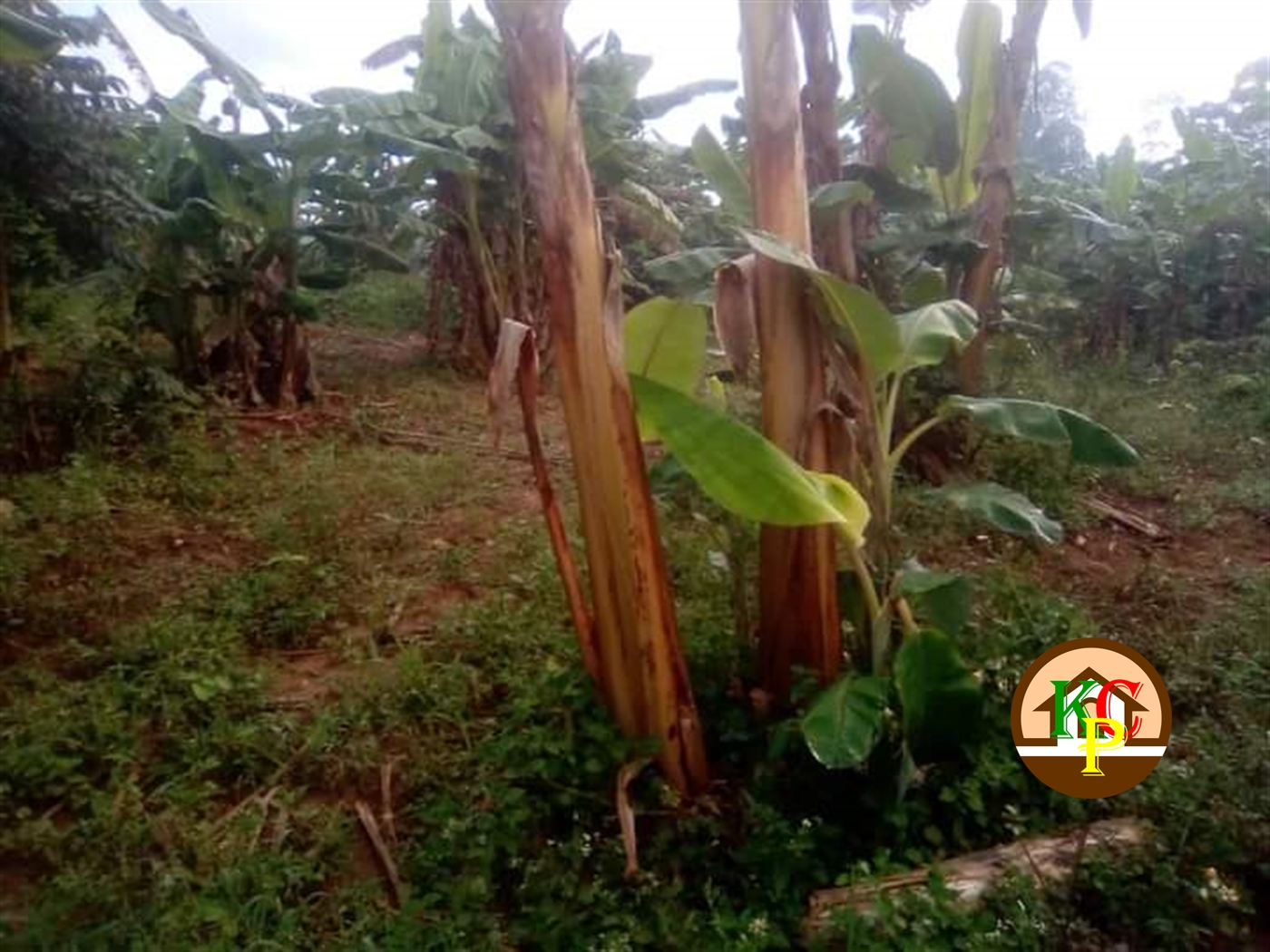 Residential Land for sale in Gayaza Wakiso