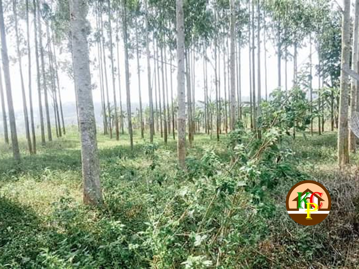 Residential Land for sale in Gayaza Wakiso