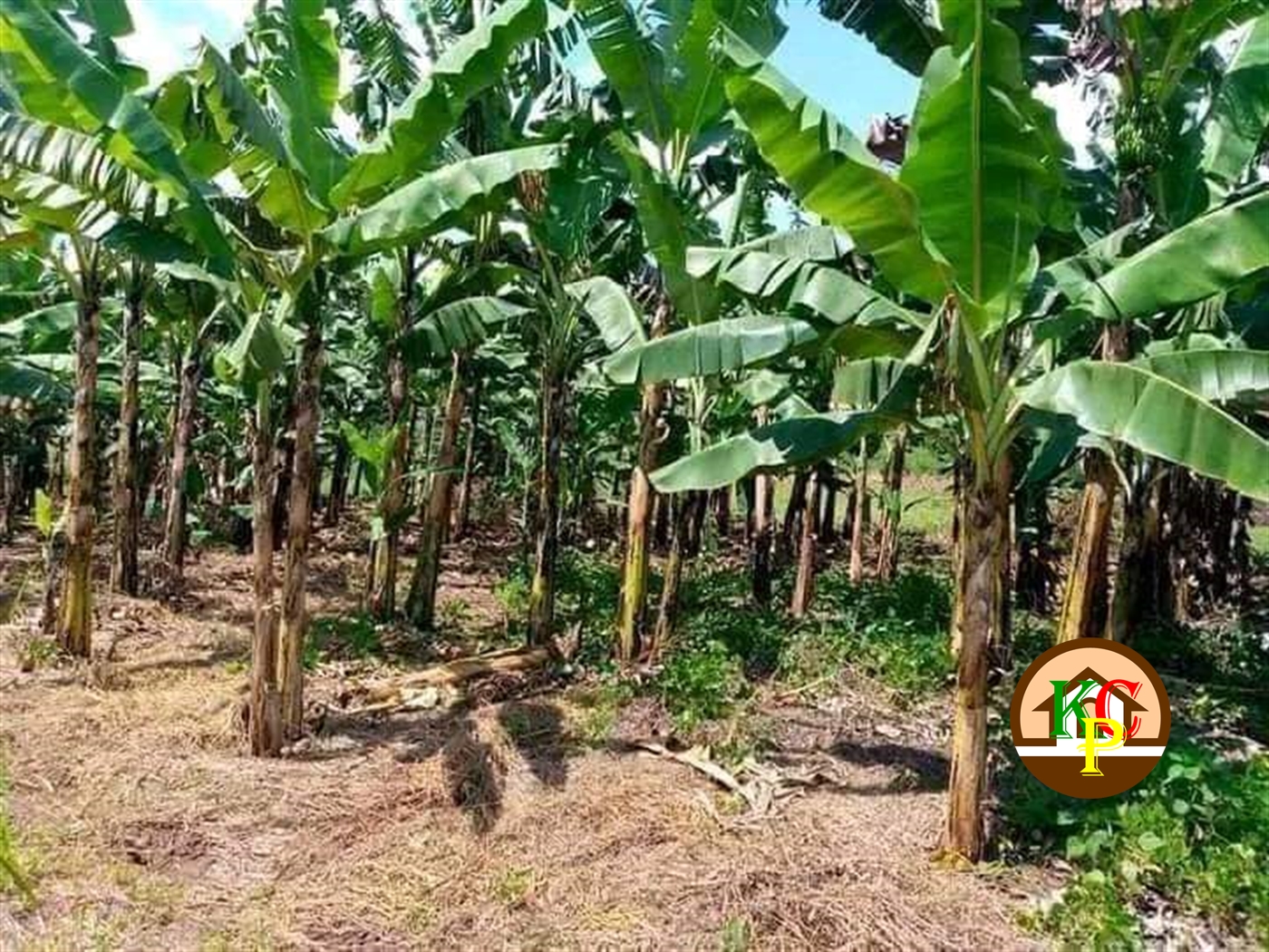 Residential Land for sale in Butalango Nakaseke